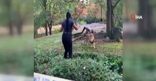ABD’li kadının aslanla tehlikeli dansı