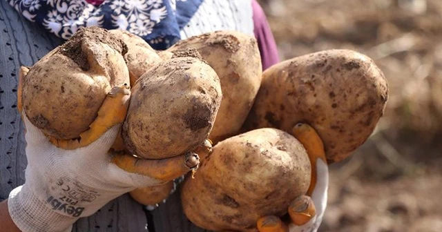 İki yeni yerli patates çeşidinin hasadı yapıldı