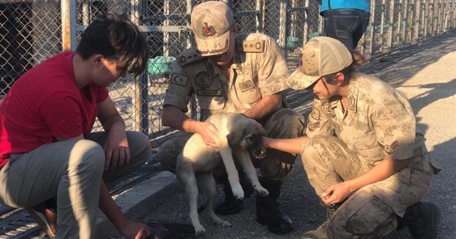 Jandarmadan köpeklere mama