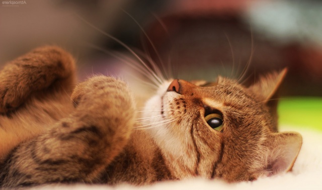 Kedi Tür ve Irkları Kedi Irklarının Karakteristik Özellikleri