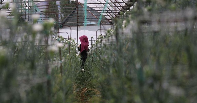 Köyün geleceği &#039;karanfil&#039;le değişti