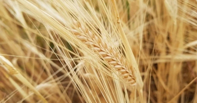 Kuraklık Sigortasında ödemeler tamamlandı