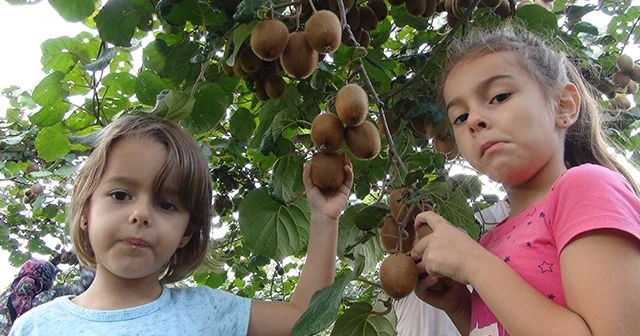 Mersin’de kivi hasadı başladı