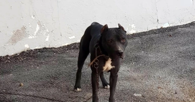 Pitbull çaldı, 7 bin 802 TL para cezası yedi