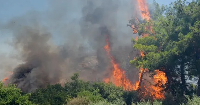 PKK'ya 'orman yangını' operasyonu: 3 gözaltı