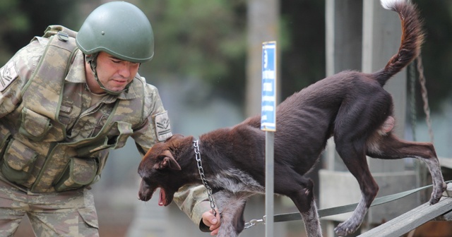 Sınır ötesi operasyonlara yerli ırk köpek