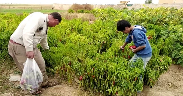 Tel Abyad'da hasat başladı
