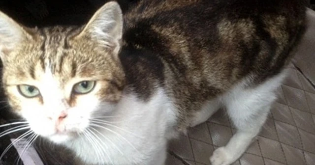 Uyuşturucu taşıyan kedi ortadan kayboldu