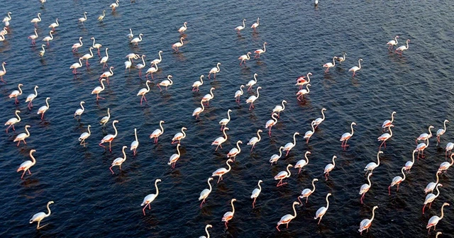 Van Gölü binlerce flamingoya ev sahipliği yapıyor