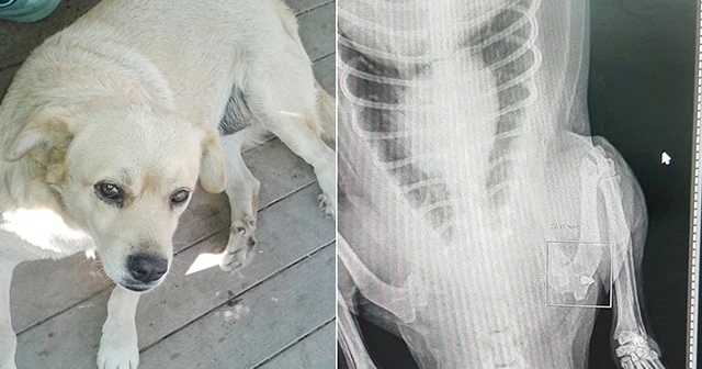 Vicdansızlar köpeği pompalı tüfekle vurdu