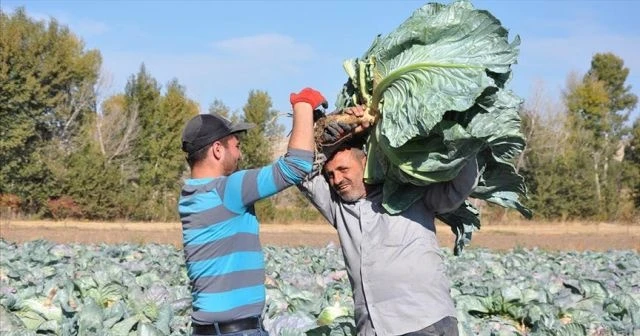 Yozgat&#039;ta dev lahana hasadı