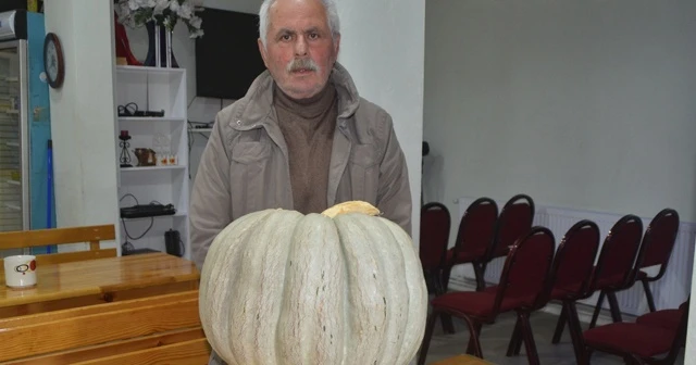 30 kiloluk kabak yetiştirdi