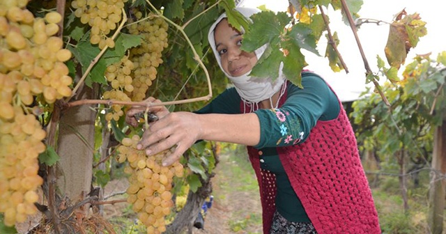 ABD-Çin rekabeti Türk üzümüne yaradı