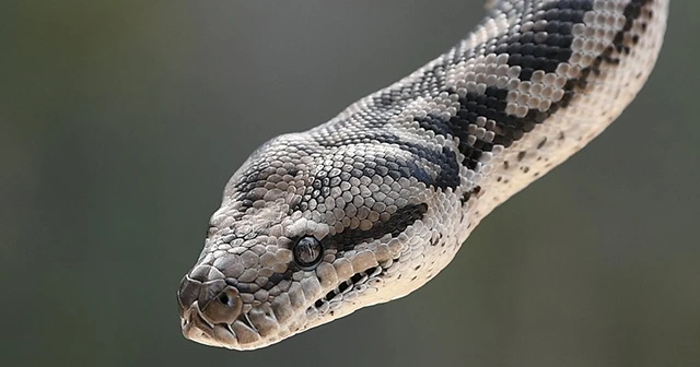 ABD&#039;de bir kadın beslediği piton tarafından boğuldu