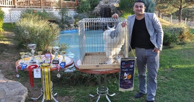 Araba parasına bir horoz iki tavuk