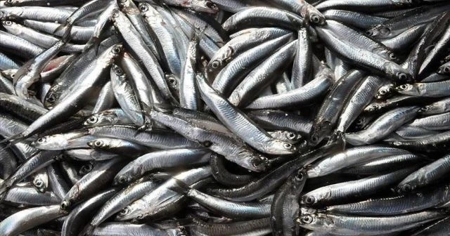 Batı Karadeniz'de hamsi bolluğu yüzleri güldürdü
