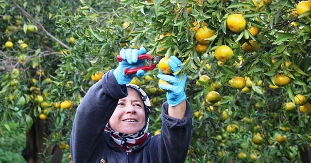 Bodrum’da mandalina hasadı başladı