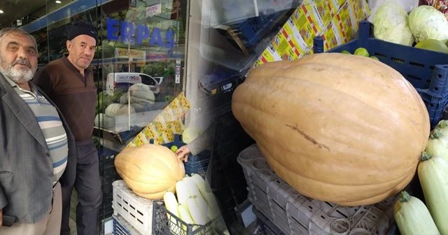 Bu bal kabağı tam 33,8 kilogram
