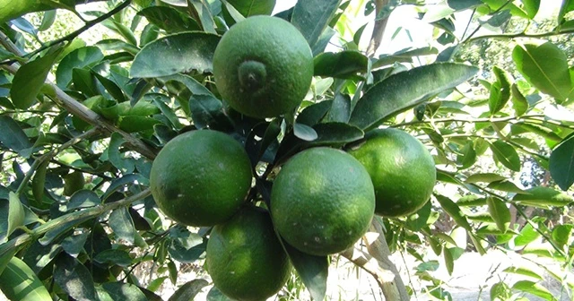 Bu limonun kilosu bahçede 10, markette 45 lira