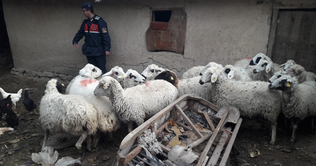 Çaldıkları koyunlarla yakalanan şüpheliler tutuklandı