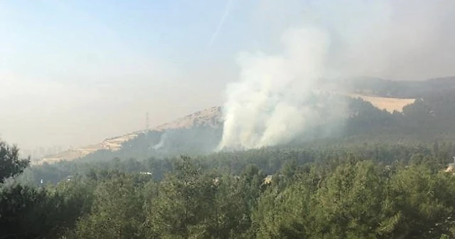 Çocukların ateşle oyunu ormanı yakıyordu