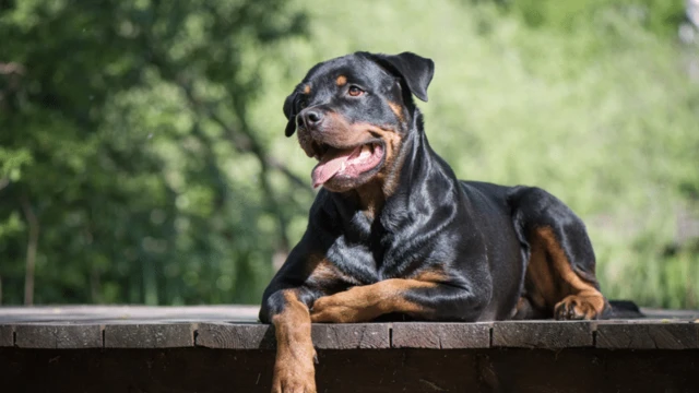 Dünyanın En Zeki ve En Akıllı Köpekleri