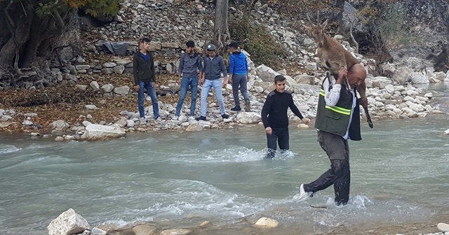 Gençler ve ekipler seferber oldu! Yaban keçisi kurtarılamadı