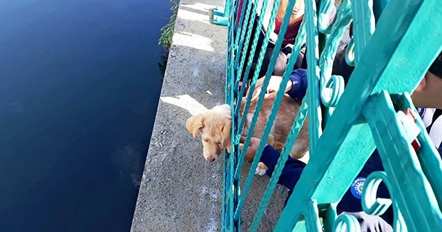Kafası demir korkuluklara sıkışan yavru köpek kurtarıldı
