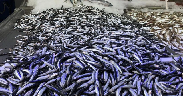 Karadeniz&#039;de hamsi yeniden yükselişte