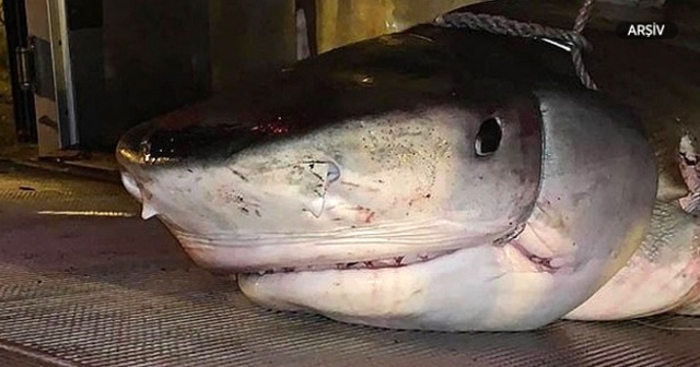 Kayıp turistin eli köpekbalığının karnından çıktı
