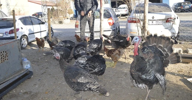 Kesmeye kıyamadığı hindileri için sanayide çiftlik kurdu