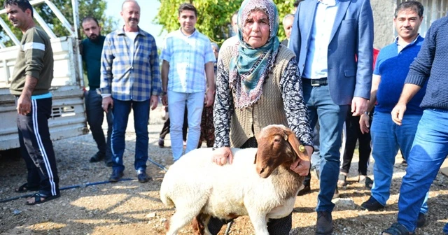 Koyunları çalınan Ayşe teyzenin gözyaşları dindi
