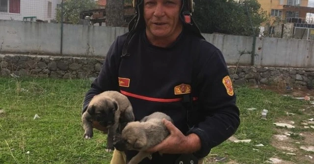 Kuyuya düşen yavru köpekler kurtarıldı