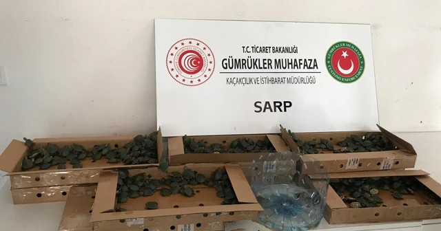 Pizza kutularında 3 bin 400 su kaplumbağası ele geçirildi