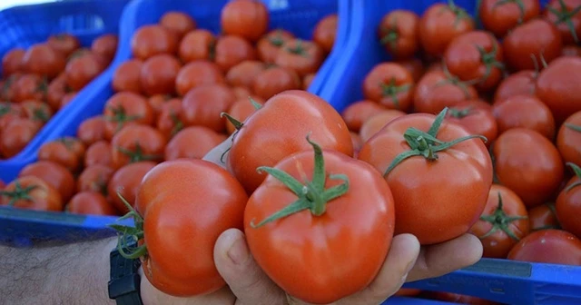 Rusya, Türk domatesini yine geri gönderdi