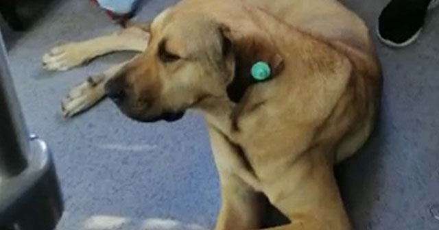 Sevimli köpeğin metrobüs yolculuğu kamerada