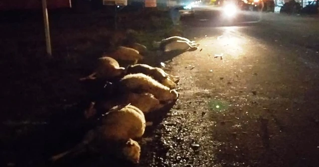 Sürüye çarpıp koyunları telef etti! Düşen plaka yakalattı