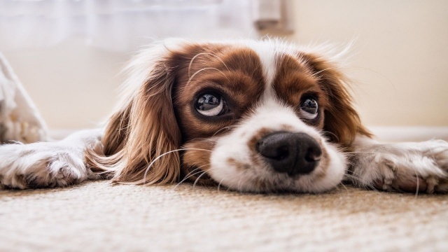 Süs köpeği cinsleri ve özellikleri: Süs köpekleri ile ilgili bilgiler