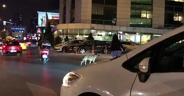 Trafiği durdurdu köpeği yolun karşısına geçirdi