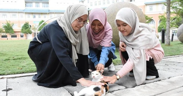 Türklerin kedi sevgisini örnek alıp kedi kulübü kurdular