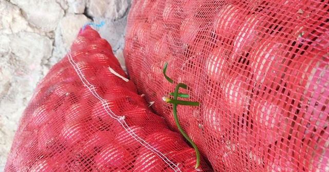 Ucuz diye satmadıkları soğanlar filizlendi