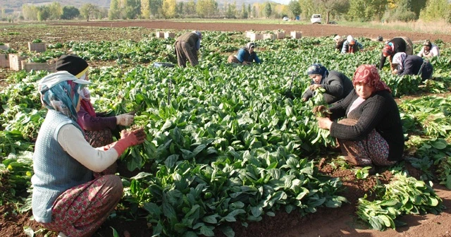 Zehirlenmeler ıspanak satışlarını etkilemedi