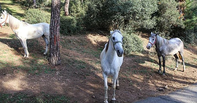 Adalar'da itlaf edilen 105 atın sahipleri hakkında suç duyurusunda bulunuldu