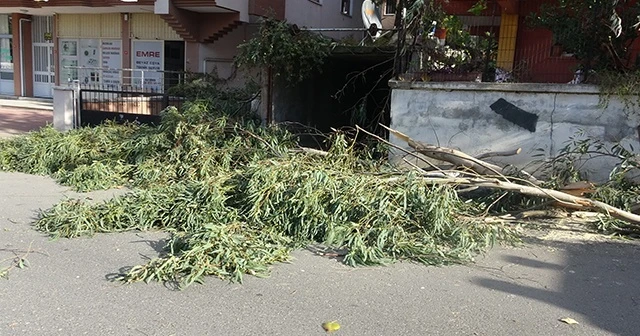 Ağaç devrildi, bir araç zarar gördü