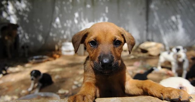 Antalya&#039;da hayvan bakımevindeki köpeklerin öldürüldüğü iddia edildi