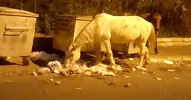 Atların çöpte yemek ararken çekilen görüntüleri içleri sızlattı