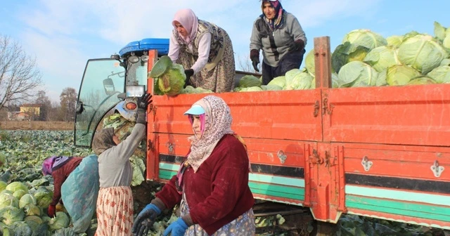 Ayaz gören lahanada satışlar arttı