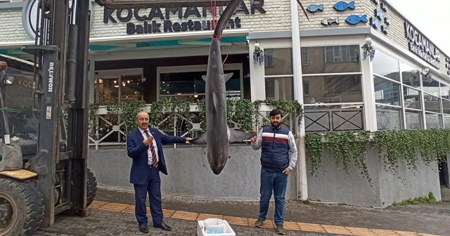 Balıkçıların ağına 200 kiloluk köpek balığı takıldı