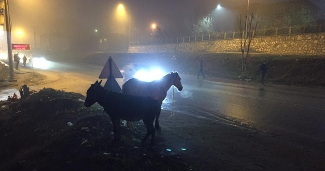 Başı boş atlar tehlike saçıyor