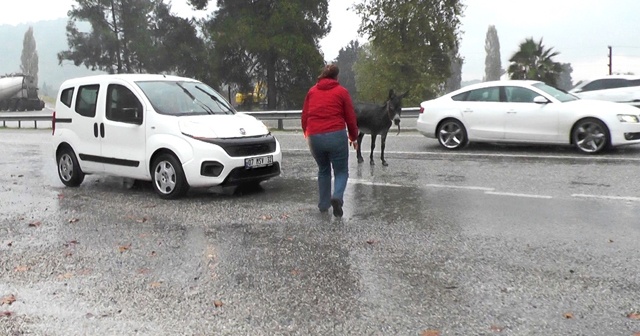 Başıboş eşek sürücülere zor anlar yaşattı